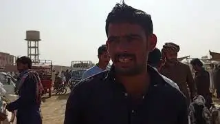 Asif Ali goat farm. 03165559525 WhatsApp number Location D g Khan📍 cargo all Pakistan