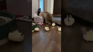 Cat version of Plants vs Zombies #siamesecats #cutecats【JEMUA】