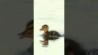 #ducklingadventures #duckling #birds #cute