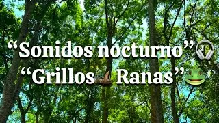 Selva nocturna 🌙 Grillos y Ranas | Sonidos naturales para dormir y relajarse 🦗 🐸.