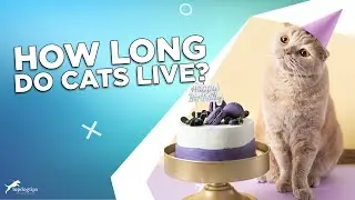 Сколько живут кошки? Средняя продолжительность жизни кошек.