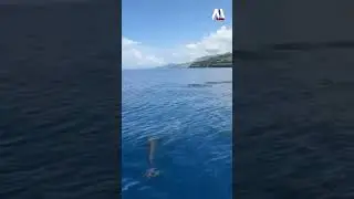 Group of dolphinson the way to Atauro island