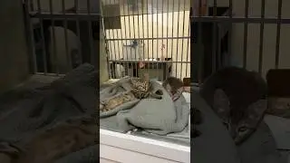 Cute kitten overload at the shelter! So many wonderful felines www.humanebroward.com for more 🙏