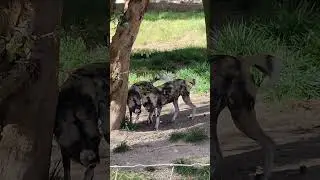 African Painted Dogs Squealing!