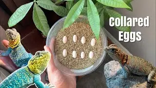 COLLARED LIZARD EGGS!!