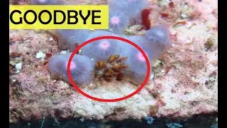 How to get rid of zoa eating nuidbranch