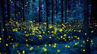 Meet The Lightning Bug Lady of Tennessee | BBC Earth Podcast
