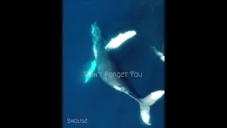 Shouse - Won't Forget You (dreamy version 💖 slowed + reverb)