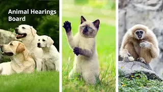 Animal Matters Hearing March 18, 2024