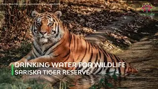 Drinking Water For Wild Animals In Sariska Tiger Reserve | Project Aquarius | Wildlife Conservation