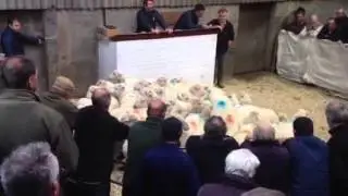 Welsh Mountain Sheep selling at Gaerwen mart