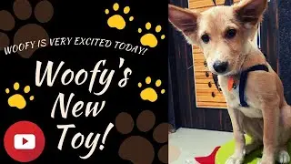 Woofy's New Toy# The Woofy Tales# Toys for pets