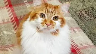 Catch me if you can!
