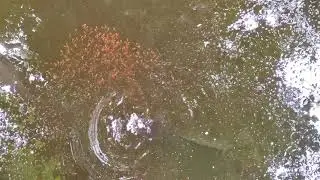 Varal (Channa) fish with fishlings