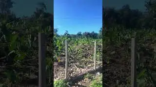 OUR LAND IN SAVAII SATAUA🌴🇼🇸#plantation #samoa #family