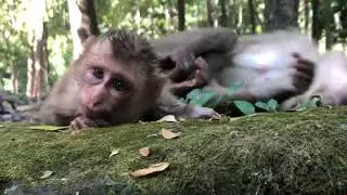 Peaceful Primate Life: Monkeys Bonding in Stone Forest