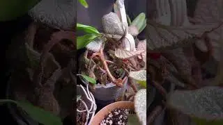 Carnivorous plants set up in the grow cabinet Venus flytraps, sundews & dipper plant #carnivorous