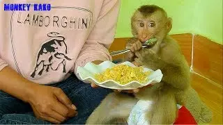 Greedy Monkey | Mom Cocking Stir Fried Egg With Rice For Kako Lunch | Monkey Eat Stir Fried Food