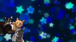 Holiday in Monterey | Vintage ASMR After Dark ✨ Music, Kitties & Cozy Holiday Vibes