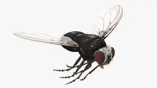 3D fly buzzing | Sound effects | 3D Audio | Use Headphones