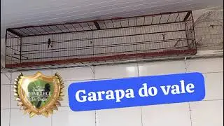 Nosso galador GARAPA DO VALE 