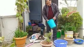   मैया तुलसी के पौधे को बचाना एंव राई के पौधौं को गमले में पुर्नस्थापन करना #gardening 