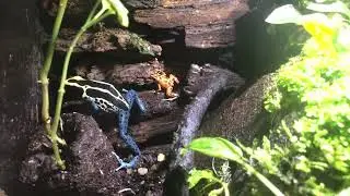 Pumilio and tinctorious peacefully share enclosure