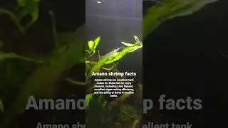 Amano shrimp facts 🦐🦐🦐🦐🦐🦐🦐🦐 #aquarium #fishtank #freshwater #shrimp #shrimptank