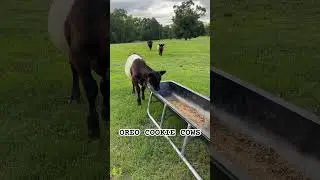 Have you ever seen OREO COOKIE cows?