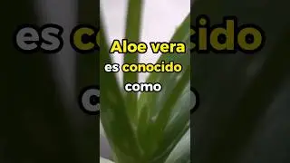 &Aacute;loe Vera: Beneficios, Riesgos y C&oacute;mo Usarlo