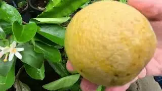 Limes bigger than oranges rowing on home made dwarf plants in our garden