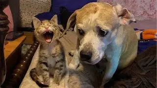 ULTIMATE Cat and Dog Videos 2025  | FUNNIEST Pets