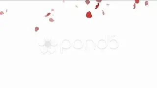 Falling Rose Petal  Leaf.. Stock Footage