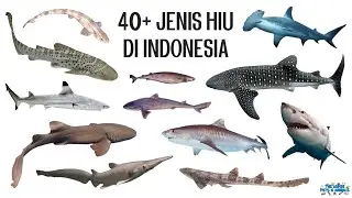 40+ Jenis Ikan Hiu di Indonesia