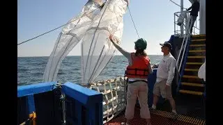 Broad scale sea ice to biological impacts and feedback on the marine ecosystem (part II)