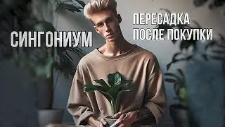 СИНГОНИУМ - разговорная пересадка / уход и содержание / 🐛ЧЕРВИ В ГОРШКЕ!🤢🍃