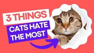 3 Things Cats Hate the Most