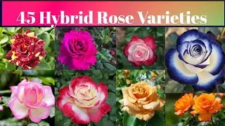 45 Hybrid Rose Varieties Roses English Names with Pictures || Hybrid Tea Rose || Types of Rose 