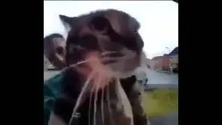 Maow