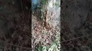 Rừng xanh yêu thương  p 2