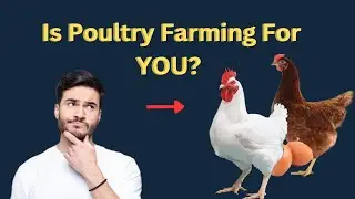 Should You Start Poultry Farming? 10 Honest Questions to Ask Yourself