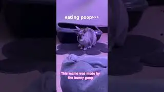 Blueberries or poop? You already know it. #shorts #bunny #goofyanimals #blueberry #poop