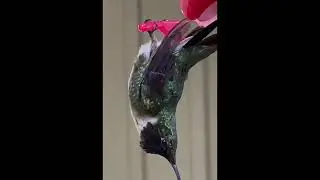 Overheated Hummingbird attempting Torpor