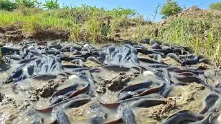 A farmer collects eggs and catches many fish in a rice field