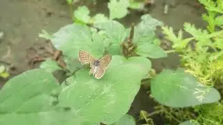 Lesser Grass Blue butterfly