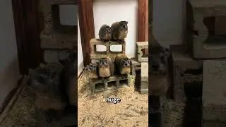 #nationalgeographic #funny #hyrax #comedy