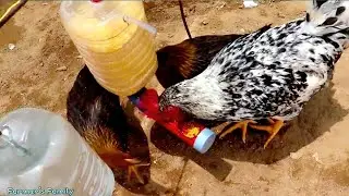 Plastic Bottle Ideas-How to make a chicken feeder using a simple plastic bottle
