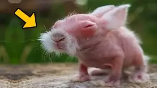 Man Thinks He Saved a Rabbit &mdash; When the Vet Sees It, He Turns Pale!