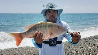 Surf fishing once again MUTTON SNAPPER  catch clean N cook 🇯🇲