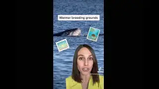 Dr Vanessa Pirotta explains whale migration in Australian waters